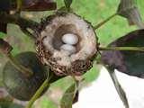 pictures of Humming Bird Feeder Syrup pictures of Humming Bird Feeder Syrup