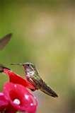 Humming Bird Feeder Syrup pictures