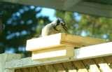 Bird Feeder Mount On Deck photos Bird Feeder Mount On Deck photos