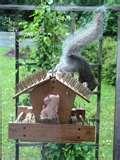 Squirrel Proof Bird Feeders Roller Squirrel Proof Bird Feeders Roller