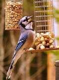 pictures of Bird Feeders Unlimited Store pictures of Bird Feeders Unlimited Store