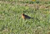 images of Bird Feeders Human Disease images of Bird Feeders Human Disease