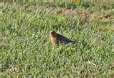 images of Bird Feeders Human Disease