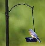Bird Feeder Mount On Deck photos Bird Feeder Mount On Deck photos