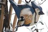 pictures of Bird Feeders New Brunswick pictures of Bird Feeders New Brunswick