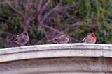 Bird Feeders Human Disease images Bird Feeders Human Disease images