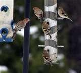 Bird Feeders Job Lot photos Bird Feeders Job Lot photos