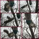 Bird Feeder Yankee Flipper Video photos Bird Feeder Yankee Flipper Video photos
