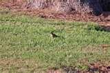 pictures of Bird Feeders Human Disease