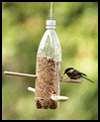 Bird Feeders 2l Bottle pictures