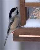 pictures of Bird Feeders New Brunswick