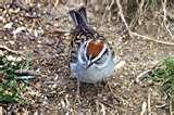 images of Bird Feeders New Brunswick