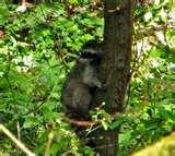 pictures of Bird Feeders Human Disease