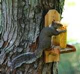 Squirrel Proof Bird Feeders Roller photos Squirrel Proof Bird Feeders Roller photos