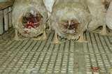 pictures of Bird Feeders Human Disease pictures of Bird Feeders Human Disease