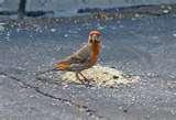 Bird Feeders Human Disease photos