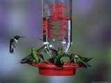 photos of Hummingbird Feeder Facts