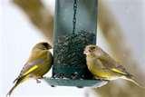 photos of Bird Feeder Type Food