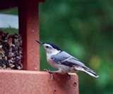 photos of Bird Feeders 28277