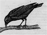 photos of Bird Feeder Crow Proof