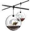 Bird Feeder Sydney pictures Bird Feeder Sydney pictures