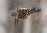 images of Bird Feeder George