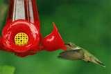 images of Hummingbird Feeder Facts