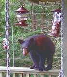 Bird Feeder Type Food images Bird Feeder Type Food images
