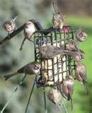 Bird Feeder Type Food pictures