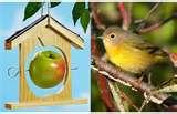photos of Bird Feeder Mp3 photos of Bird Feeder Mp3