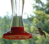 Hummingbird Feeder Facts pictures