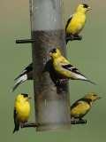 images of Bird Feeder George