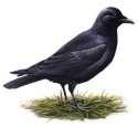 Bird Feeder Crow Proof