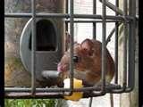 Bird Feeder Mice Bird Feeder Mice