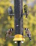 Bird Feeders Tiny Birds photos