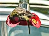 pictures of Hummingbird Feeder Location