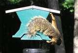 pictures of Bird Feeders Squirrel-resistant