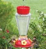 images of Hummingbird Feeder Facts