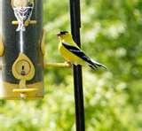 Bird Feeder Type Food pictures Bird Feeder Type Food pictures
