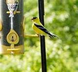 Bird Feeder Type Food pictures