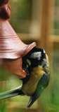 Bird Feeder Mice pictures Bird Feeder Mice pictures
