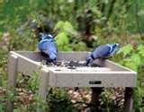 images of Bird Feeders Tiny Birds