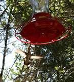 photos of Hummingbird Feeder Location