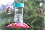 Hummingbird Feeder Location images