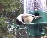 Bird Feeder George photos Bird Feeder George photos