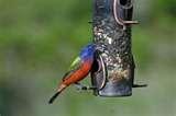 images of Bird Feeder Sydney images of Bird Feeder Sydney