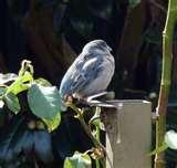 photos of Bird Feeder Sydney photos of Bird Feeder Sydney