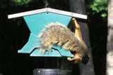 photos of Bird Feeders Squirrel-resistant