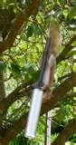 images of Bird Feeder George images of Bird Feeder George