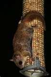 Bird Feeder Mice photos Bird Feeder Mice photos